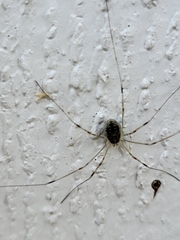 Opilio canestrinii