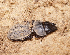 Philoscaphus mastersii