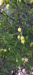 Dermatophyllum secundiflorum