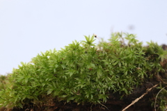 Rosulabryum
