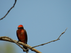 Pyrocephalus rubinus
