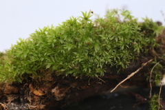Rosulabryum
