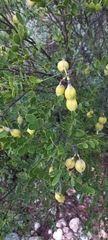 Dermatophyllum secundiflorum