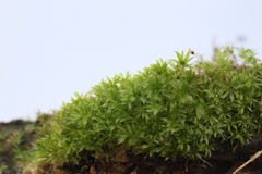 Rosulabryum
