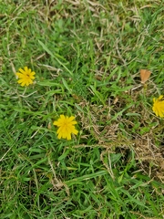 Crepis capillaris