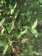 Persicaria amphibia