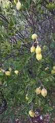 Dermatophyllum secundiflorum