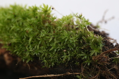 Rosulabryum