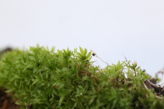 Rosulabryum