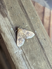 Psara obscuralis