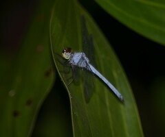 Chalcostephia flavifrons