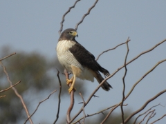 Rupornis magnirostris