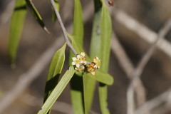 Geijera parviflora
