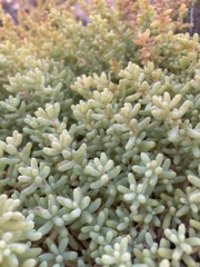 Salsola papillosa