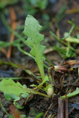 Taraxacum bessarabicum