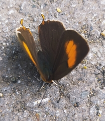 Thecla betulae