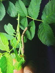 Hypomecis punctinalis