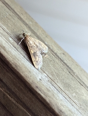 Psara obscuralis
