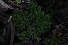 Rosulabryum