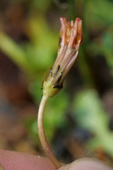 Taraxacum bessarabicum