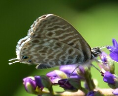 Leptotes pirithous