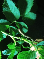 Hypomecis punctinalis