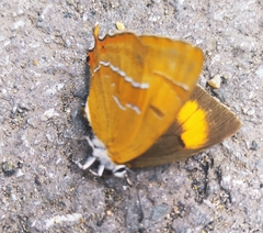 Thecla betulae