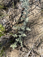 Artemisia ludoviciana