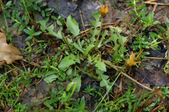 Taraxacum bessarabicum