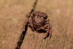 Boliscus tuberculatus