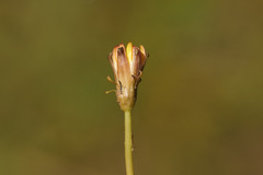 Taraxacum bessarabicum