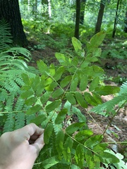 Osmunda spectabilis