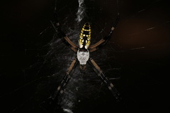 Argiope aurantia