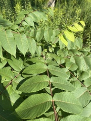 Juglans nigra
