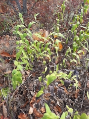 Helianthus divaricatus