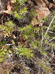 Ionactis linariifolia