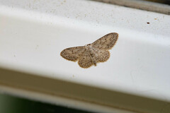Idaea seriata