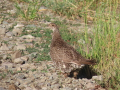 Dendragapus obscurus