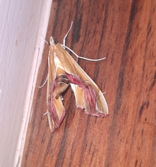 Agathodes ostentalis