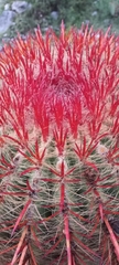 Ferocactus pilosus