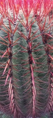 Ferocactus pilosus