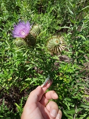 Cirsium discolor