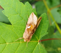 Autographa metallica