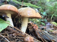 Suillus weaverae