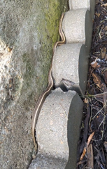 Tropidoclonion lineatum