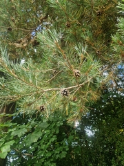 Pinus sylvestris