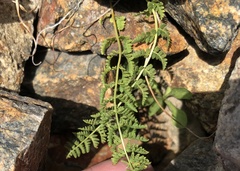 Cystopteris fragilis