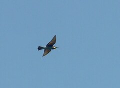Merops apiaster