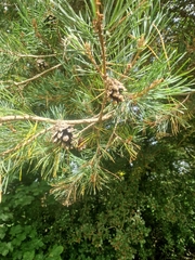 Pinus sylvestris