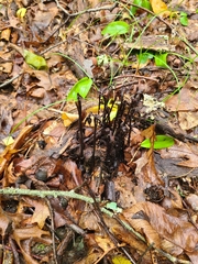 Monotropa uniflora